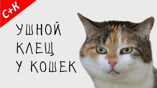 Ушной клещ у кошек