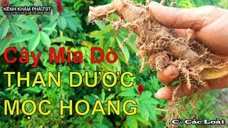 Cây các lồi | Mía Dò vị cứu tinh cho người bệnh xơ gan cổ trướng ,tiểu buốt ,viêm tai .