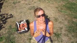 Ernte Ende September - Paw Paw, Pfirsiche, Paprika, Tomaten