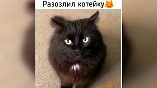 ПРИКОЛЫ С ЖИВОТНЫМИ Смешные КОТЫ и СОБАКИ | Приколы с котами | СМЕШНЫЕ КОШКИ 2021 #46