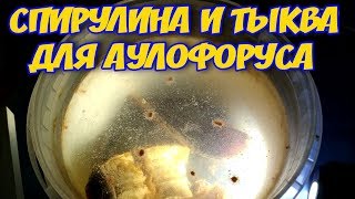 АУЛОФОРУС и ИНФУЗОРИЯ есть ли связь?