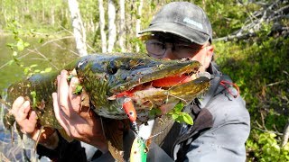 Жадные щуки озера Янъявр Рыбалка на Кольском полуострове