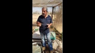 علف عالى الجوده رخيص الثمن فتح ابواب رزق مزرعة أل حجاج