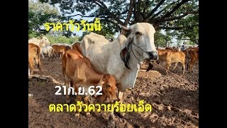Ep284ราคาวัววันนี้21ก.ย.62 ตลาดวัวร้อยเอ็ด