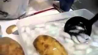 Супер! Как быстро почистить картошку!
