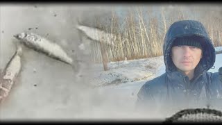 Мормыш съедает рыбу пелядь.