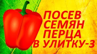 Посев семян перца в улитку часть 3. Состояние рассады перца на 7 марта 2016 года