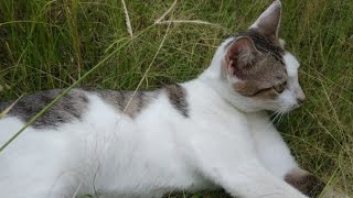 SO CUTE ... || PUTIH SI KUCING LUCU YANG BERMAIN DENGAN RUMPUT. || ADORABLE CAT HAVING FUN. #shorts