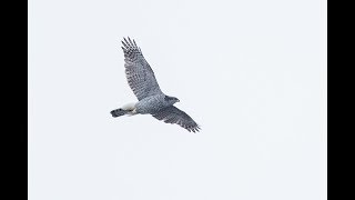 Отстреливаем ястреба тетеревятника с ракетницы. Goshawk shooting