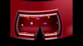 USMLE® Step 1 High Yield: Immunology, Hematology, and Oncology: Hemostais Animation