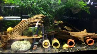 HOW TO setup a Bristlenose breeding tank!