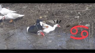 The Explosive Sexual Life of the Duck in the Water ♂♀