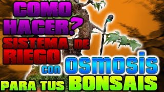 ¿COMO HACER un Sistema de RIEGO AUTOMATICO con OSMOSIS? para tus Bonsais