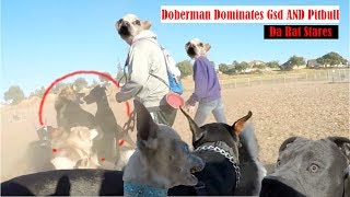 Muzzled Doberman Vs. German Shepherd Dominance, Aggressive Chihuahua