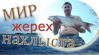 Ловля жереха нахлыстом на стример - Мир нахлыста