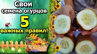 ☘Как собрать семена огурцов правильно? "5" правил для супер урожая.