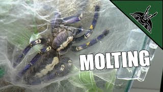 SO CLUMSY - P. metallica fliping and molting