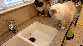 Ragdoll Cats vs. Zuru Robo Fish - Robo Fish Toy - Robofish - ねこ - ラグドール - Floppycats