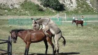 Horse and donkey mating - At ve eşek çiftleşme - High quality