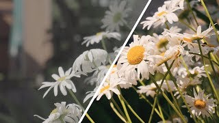 Цветокоррекция в Adobe Premiere Pro (Lumetri Color)