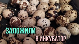 Закладываем ПЕРЕПЕЛИНЫЕ ЯЙЦА  В ИНКУБАТОР . как закладывать яйца ?
