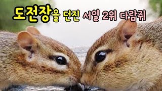 도전장을 던진 서열 2위 다람쥐 쳐키 Challenge With Chipmunk Chucky Ranking Number Two