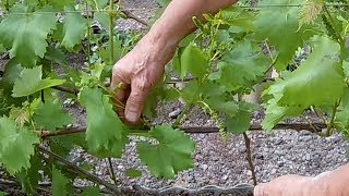 Обломка винограда весной.Нагрузка винограда побегами