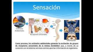 Sensación y Percepción