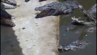 Голодные и злые  Крокодилы (Крокодиловая ферма Тайланд / Crocodile Farm  Thailand)