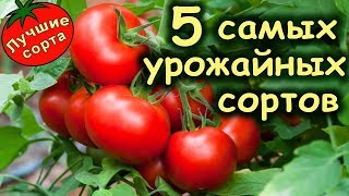 САМЫЕ УРОЖАЙНЫЕ СОРТА ТОМАТОВ 2019 (лучшие сорта томатов)