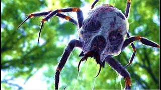 Couple Encounter Mysterious Giant Spiders Of The Congo?