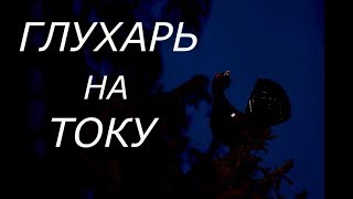 Охота на глухаря на току. Весна 2019.