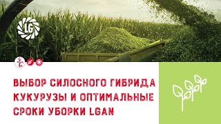выбор силосного гибрида кукурузы и определение оптимальных сроков уборки кукурузы на силос
