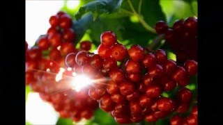 Юрій Гуляєв.  З а ч а р о в а н а  .  Д е с н а