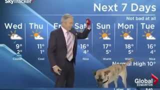 Weatherman vs Dog News Blooper 2014