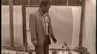 Высадка помидорной рассады. Семена почтой  http://xn--e1asdrqg.xn--p1ai