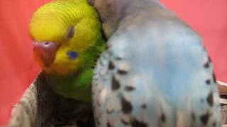 セキセイインコ雛購入②　　【帰宅】