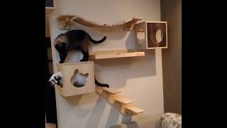Espaço adaptado para gatos, playground La RoOteria Atelier
