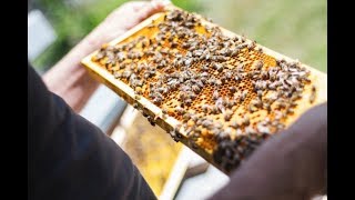 Селекционно-племенная работа на пасеке. Матководство