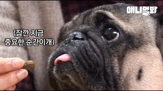 야동을 틀어줘야 밥 먹는 퍼그..ㅋ ㅣ Pug Dog Gotta Watch A Baseball Game Video To Eat.. LOL