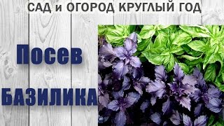 Базлик. Посев базилика
