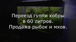 ГУППИ кобра филлигрань. Переезд в  АКВАРИУМ 60 литров. 2 часть