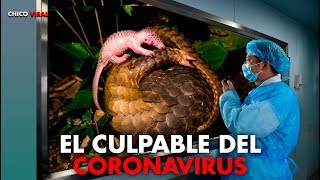 ESTE ES EL PANGOLIN EL ANIMAL QUE INICIO EL CORONAVIRUS