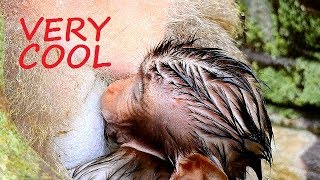 Deep Cool Body ! Pity small baby shaking cool under rain But baby happy get warm milk.