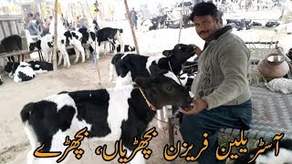 Australian Frezian Small Baby Male Bechary For Sale In Janwar Mandi Doli Shaeed Jhang Malomor