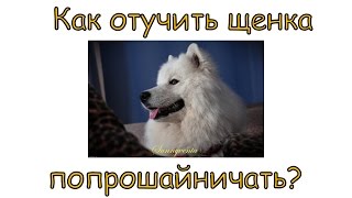 Отучаем щенка попрошайничать со стола