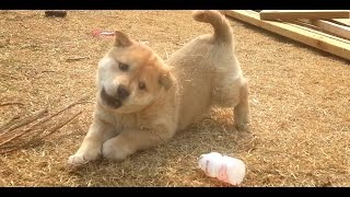 [61] 진돗개 강아지 장금이의 진귀한 3분33초 짜리 요쿠르트병 허당 도그쇼 / Simpleton puppy' dog show #람사르고창갯벌바다