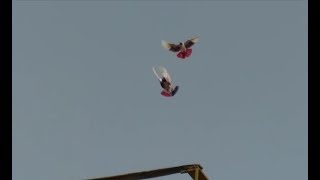 2 kabootar 1saath landing time in Gujarat Pakistan