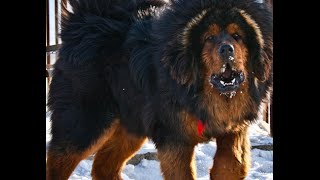 Фото самой большой породы собак