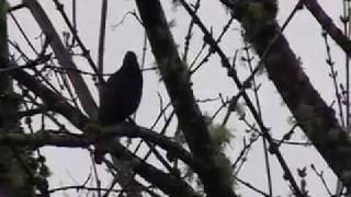 Steller's Jay Mimics Red-tailed Hawk